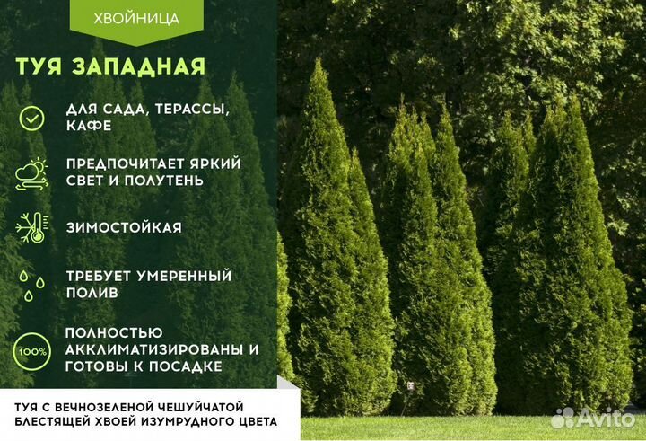 Туя Смарагд 1,8-2 м,Брабант,Колумна