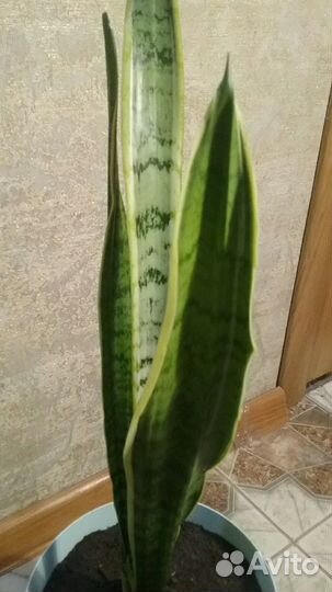 Сансевиерия.Щучий хвост.Тёщин язык