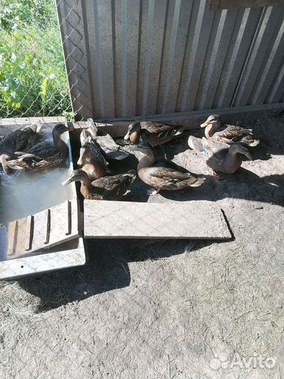 Утки подсадные для охоты