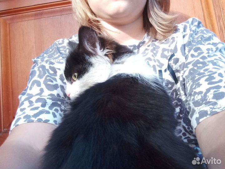 Кошка бесплатно