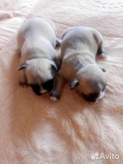 Собака французский бульдог щенки