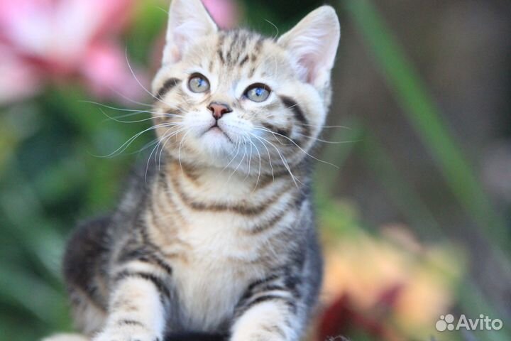 Манчкин лонг в добрые руки