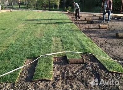 Укладка Рулонного газона