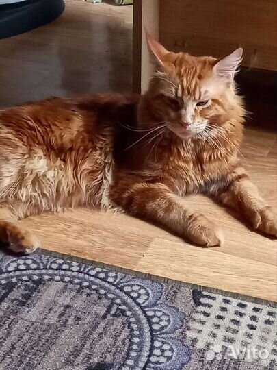 Котята мейн-кун