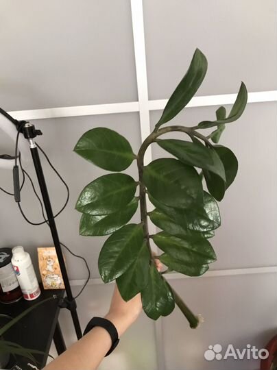 Замиокулькас (укоренившиеся)