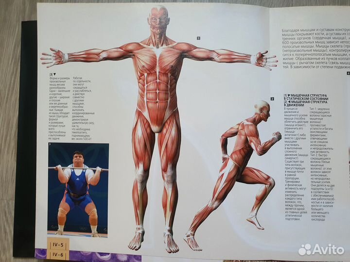 Большой атлас анатомии человека. Крутой Красочный