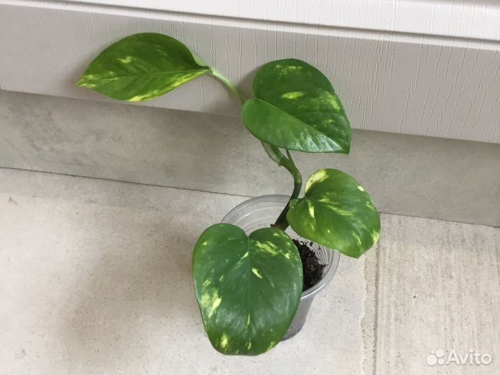 Сциндапсус эпипремнум Золотистый