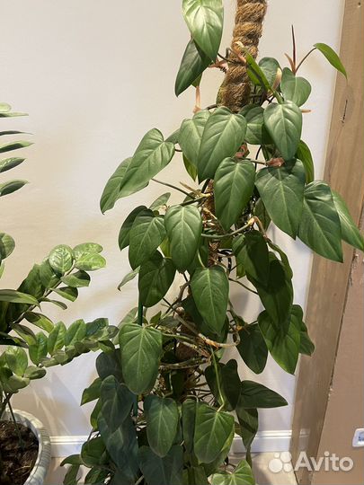 Комнатные растения цветы большие