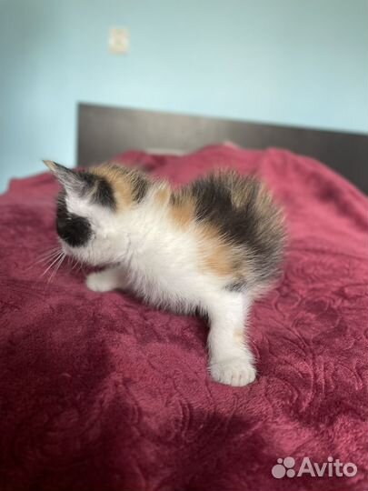 Котятки бесплатно
