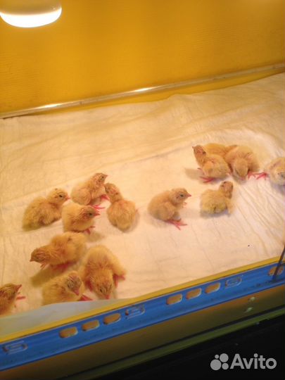 Суточные перепелята,подрощенные перепела