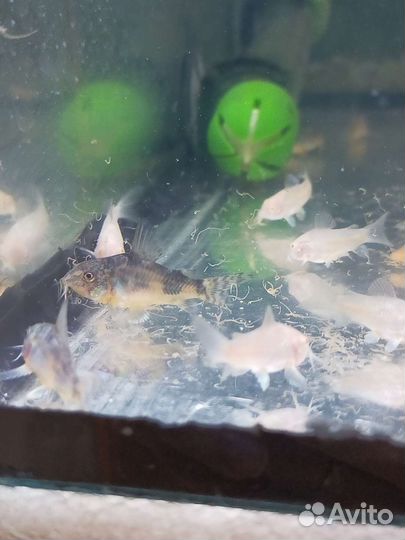 Аквариумные рыбки и растения