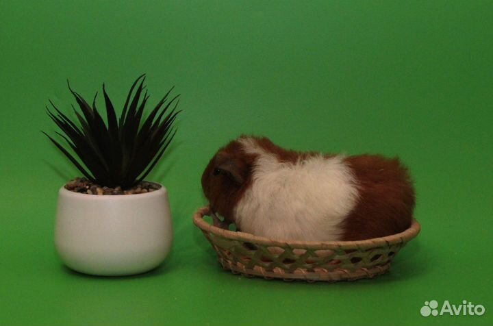 Малыши морской свинки Доставка