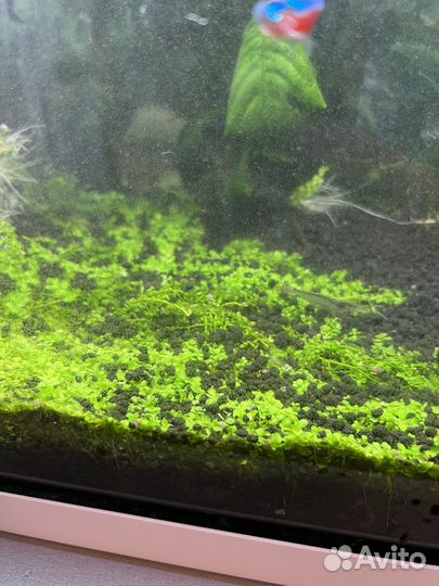 Криптокорина, яванский мох, Микрантемум