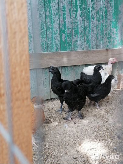 Молодые петухи породные и курочки
