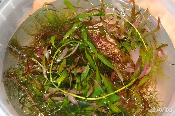 Зеленоград. Растения для аквариум