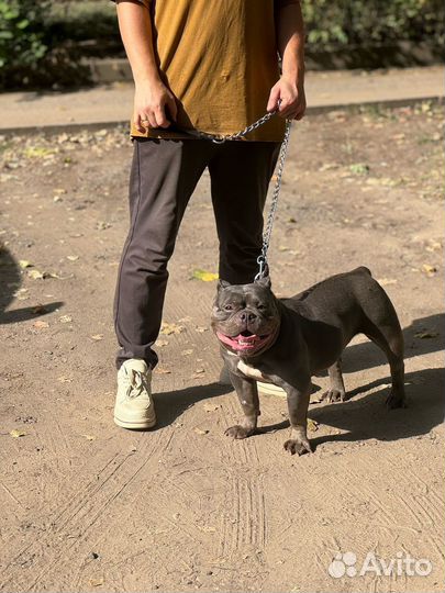 Американский булли покет девочка