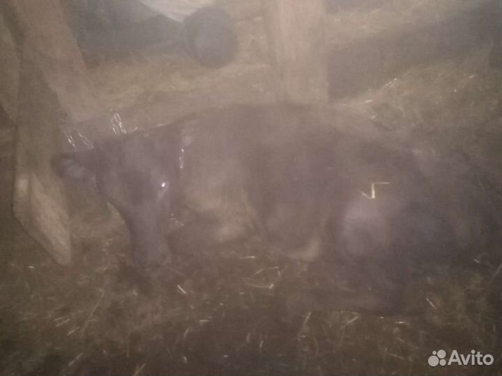 Продажа крс