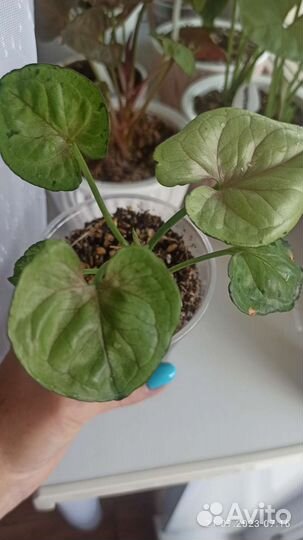 Сингониум Роксана, эпипремнум Глобал Грин