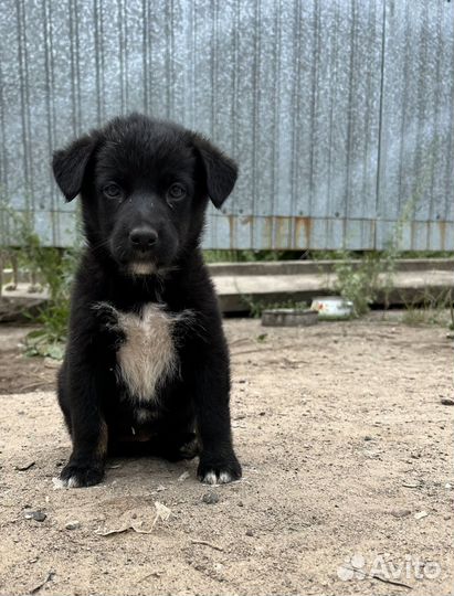 Щенки бесплатно в дар