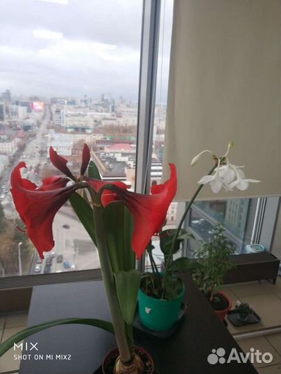 Гиппеаструм