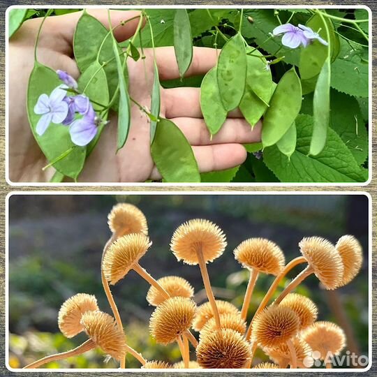 Семена сухоцветов