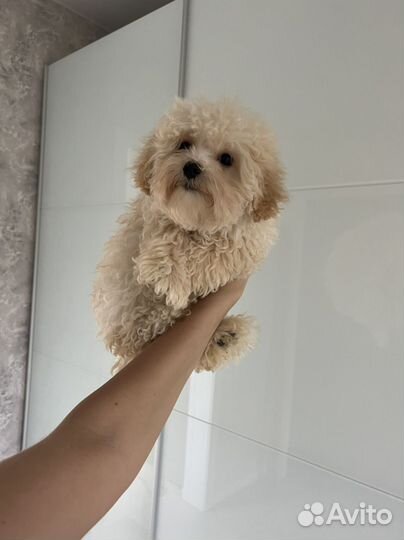 Мальтипу ф1 нежный мальчик кудряшка