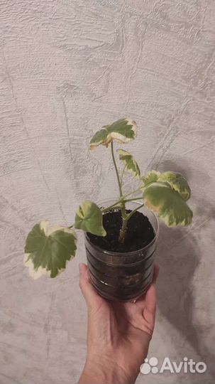 Пеларгония герань