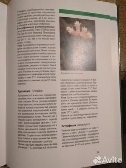 Гюнтер Андерсон Кактусы в нашем доме