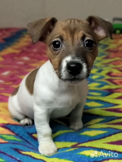 Щенки джек рассел терьер