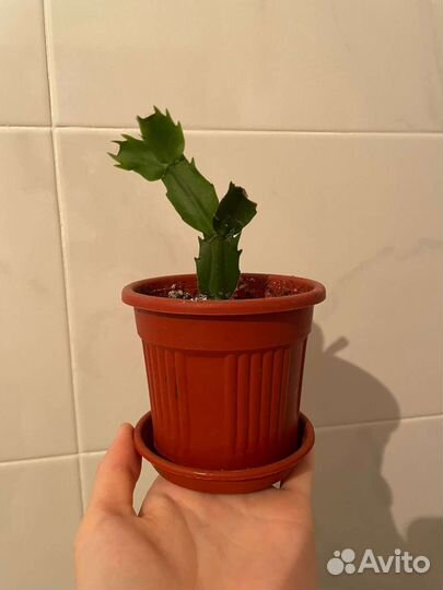 Декабрист белый