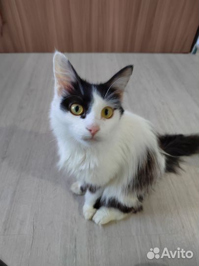 Отдам в добрые руки