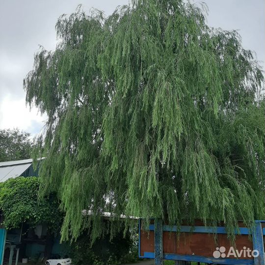 Продаю саженцы ивы плакучей