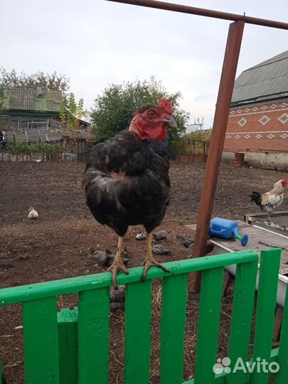 Петух голошеек