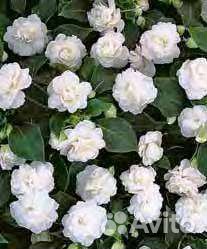 Бальзамин ампельный махровый