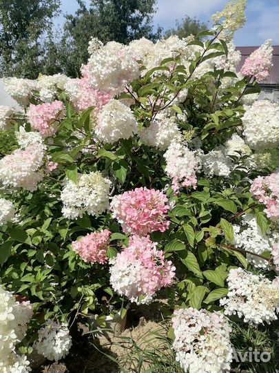 Гортензия метельчатая