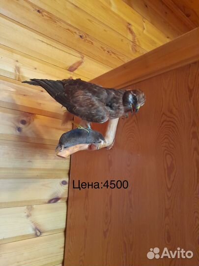 Чучело сокола и ястреба