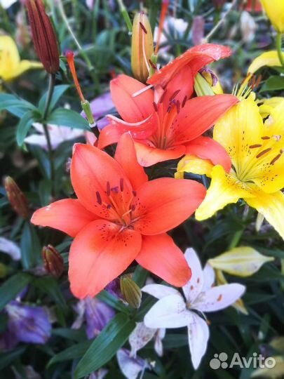 Лилии луковицы