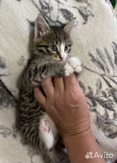 Котенок ищет дом