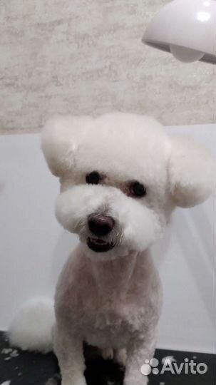 Груминг собак и кошек