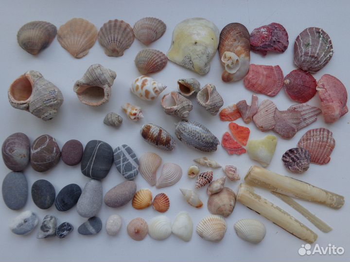 Ракушки морские разные