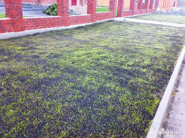 Посевной газон