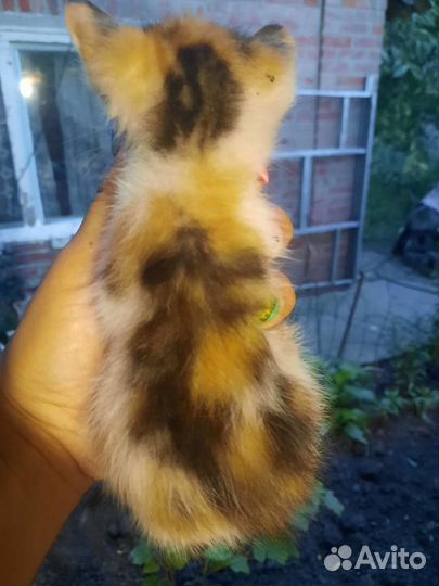 Кошечка трехцветная