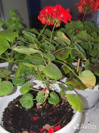 Цветы пеларгония
