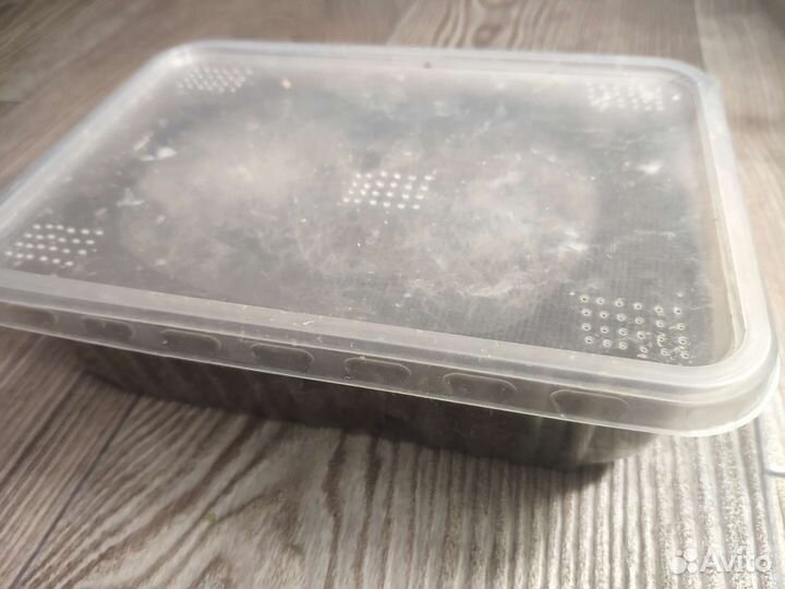 Гриндальский червь