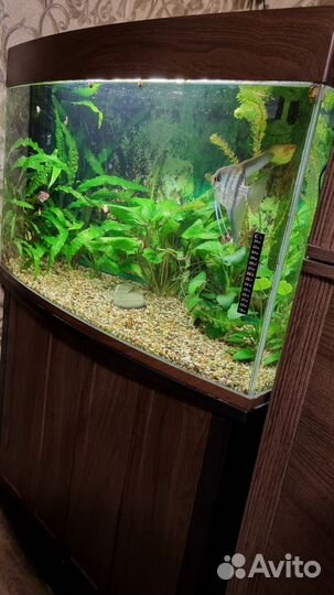Аквариум с тумбой