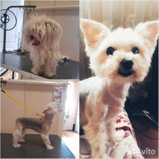 Стрижка собак и кошек груминг