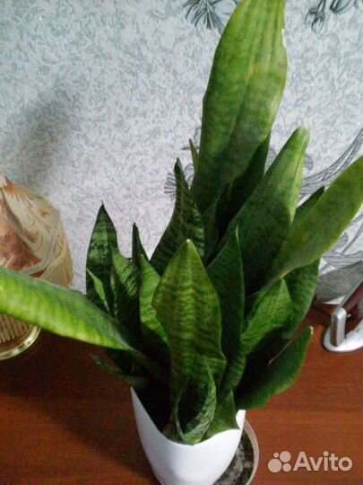 Комнатное растение