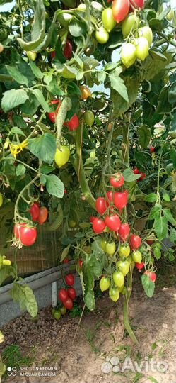 Помидоры домашние, лук зелёный