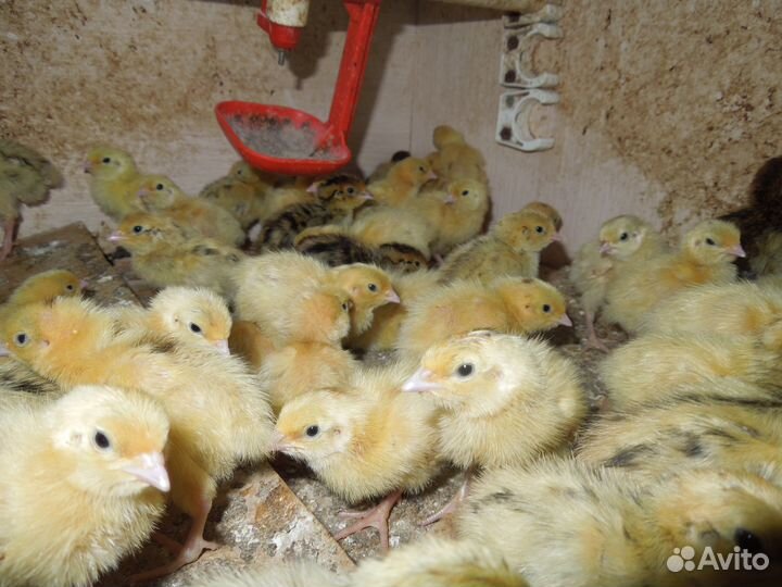 Перепелки несушки