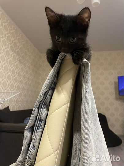 Отдам котенка в добрые руки